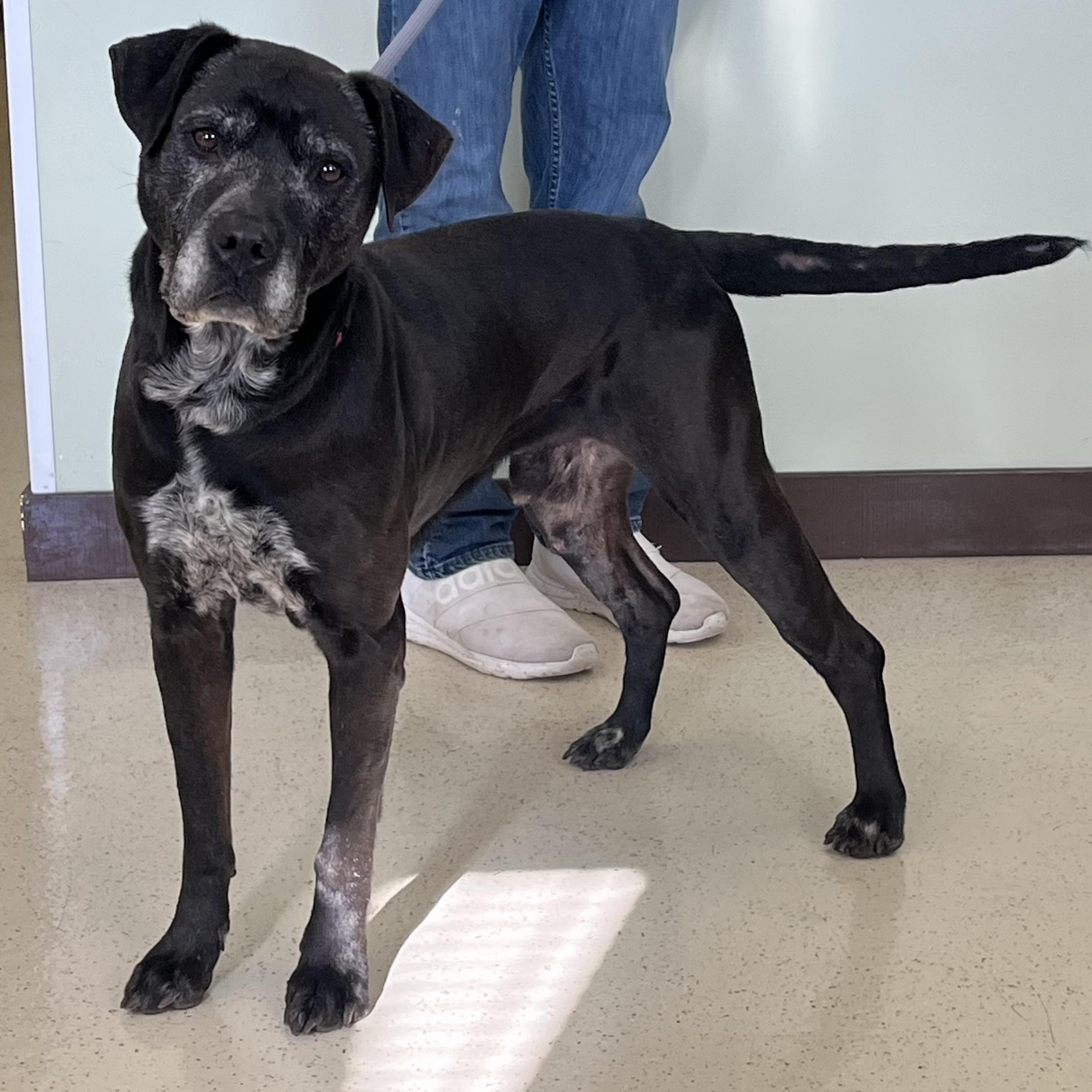 Enlarge Mikey, a ADOPTABLE mixed breed in Amery, WI image 3/4