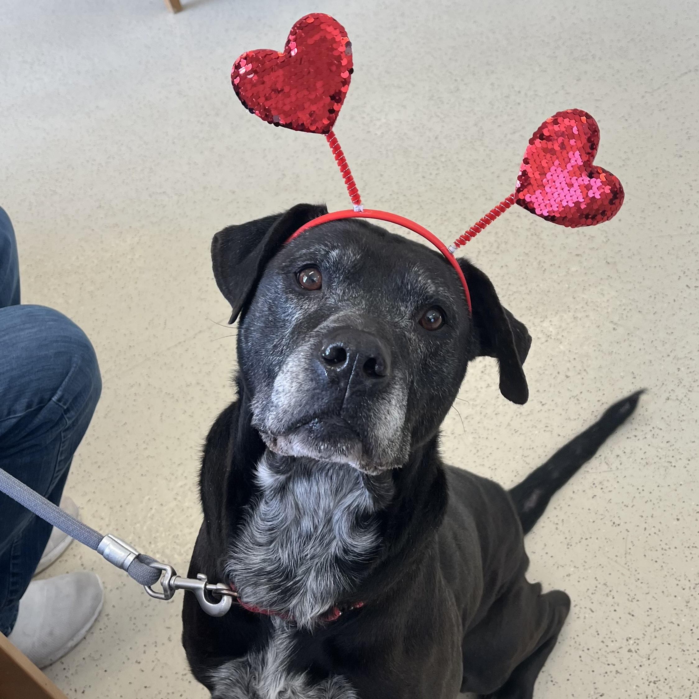Mikey, ADOPTABLE, Adult Male Black Labrador Retriever & Mixed Breed.