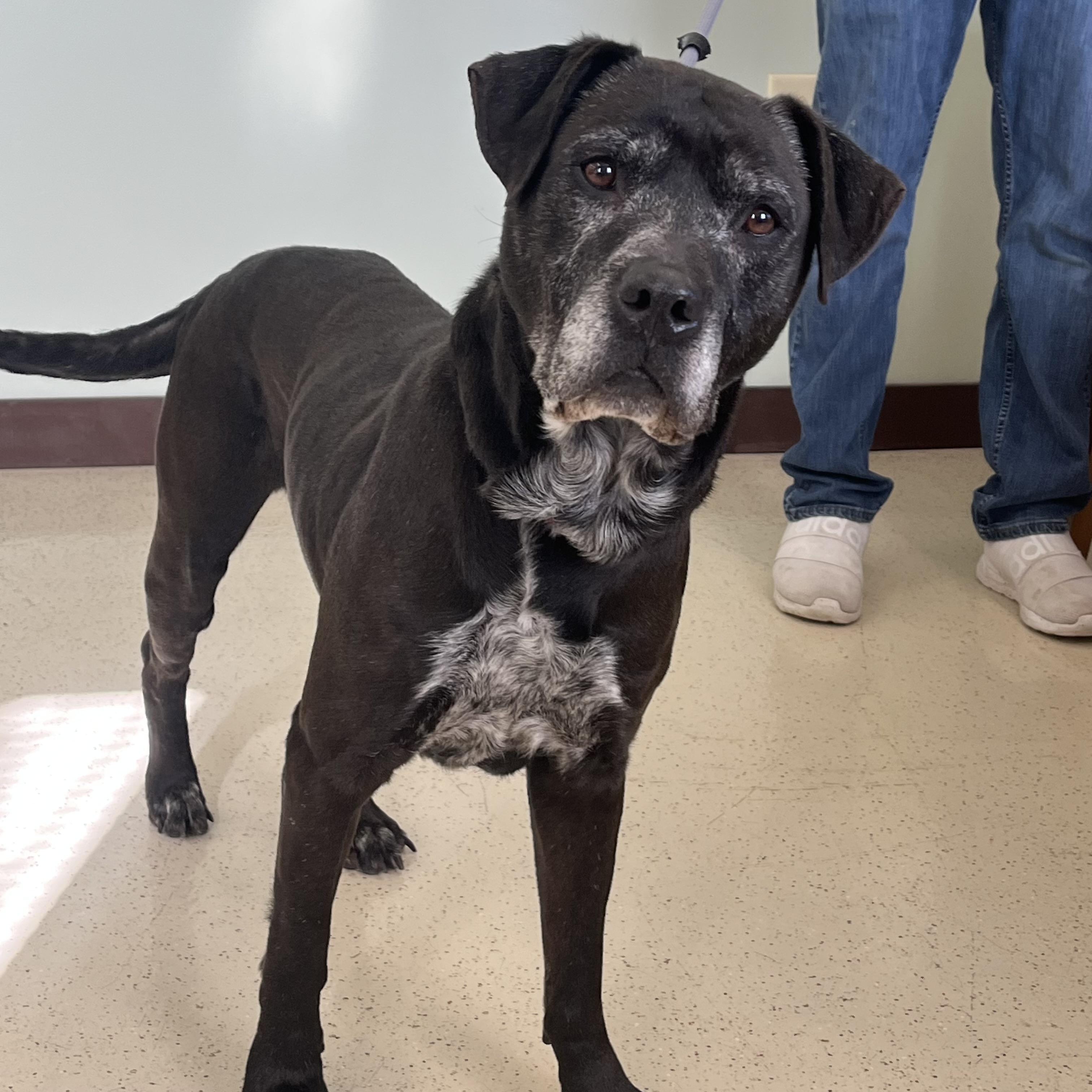 Enlarge Mikey, a ADOPTABLE mixed breed in Amery, WI image 4/4