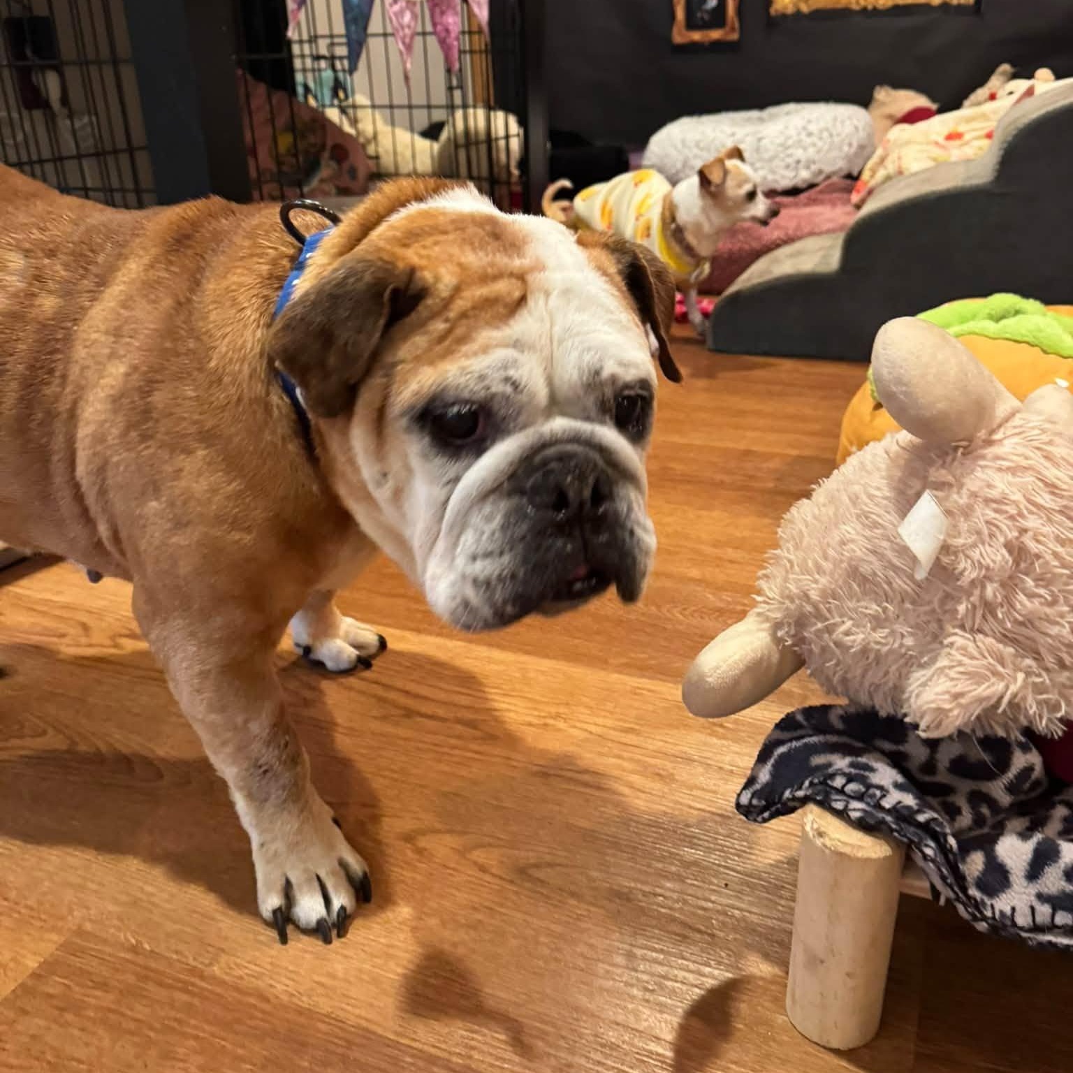 Enlarge Ms Ham, a Adoptable American Bulldog in Rockville, MD image 3/5