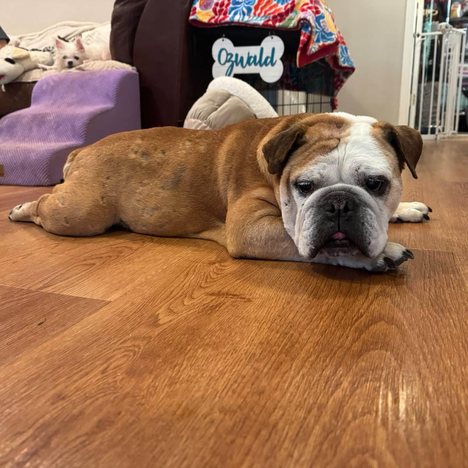 Enlarge Ms Ham, a Adoptable American Bulldog in Rockville, MD image 2/5