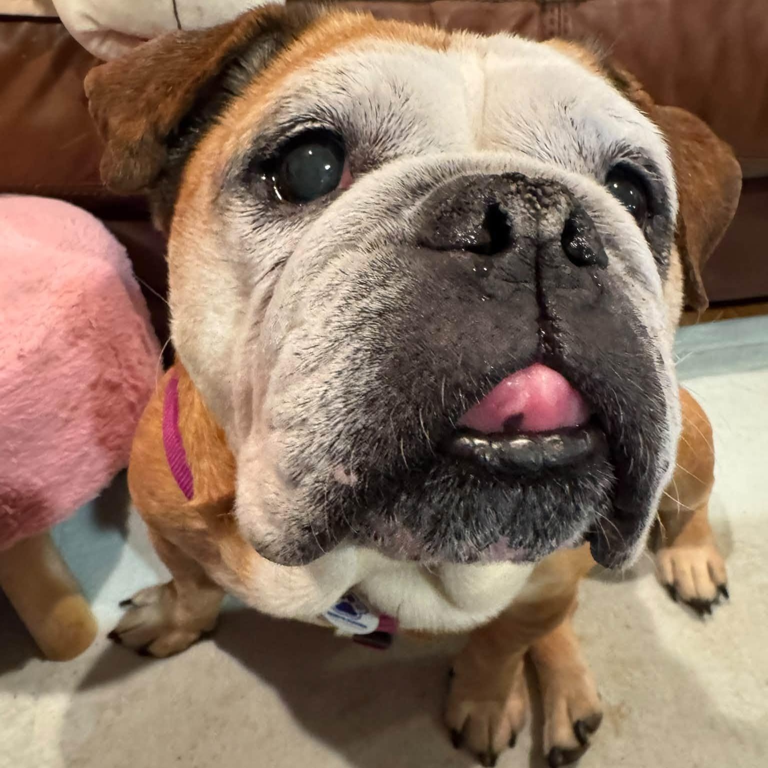Ms Ham, Adoptable, Senior Female American Bulldog.
