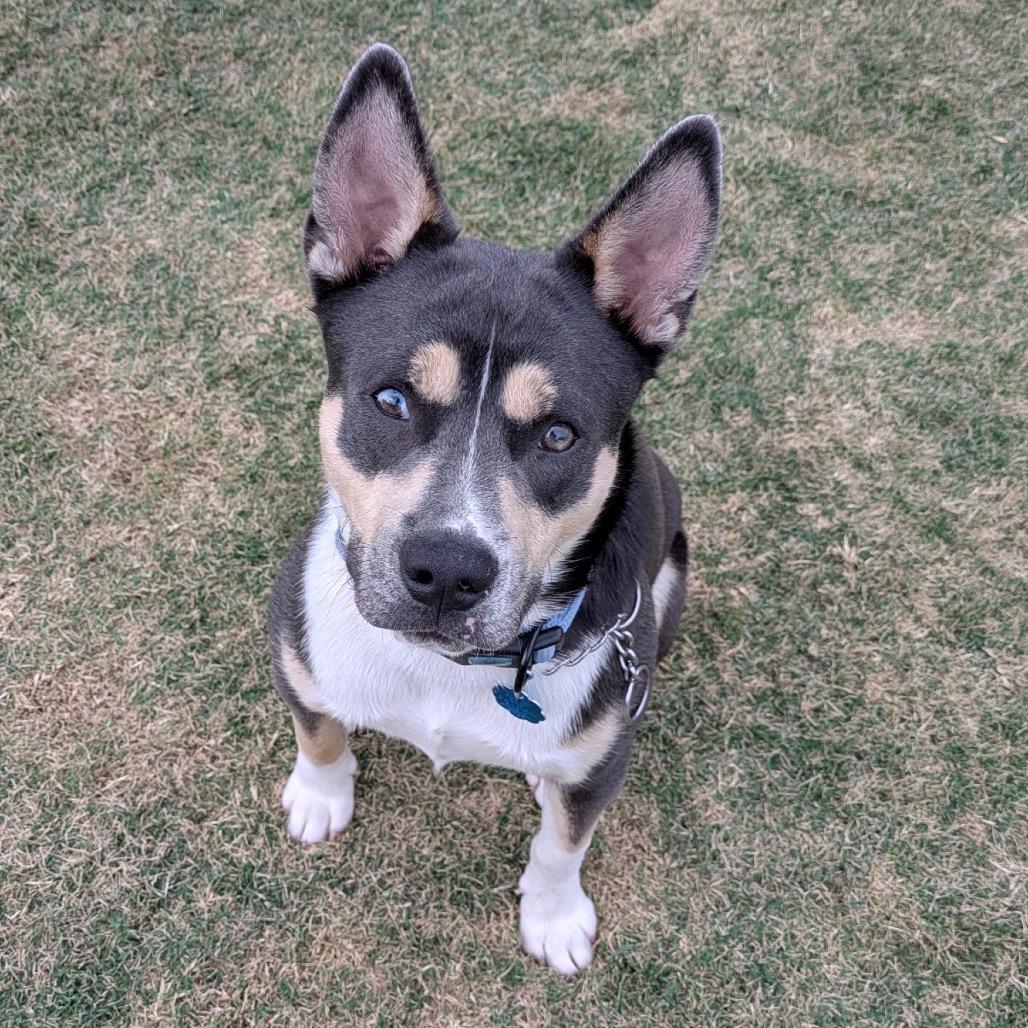 Buster Jones, Adoptable, Adult Male American Bulldog & Husky.
