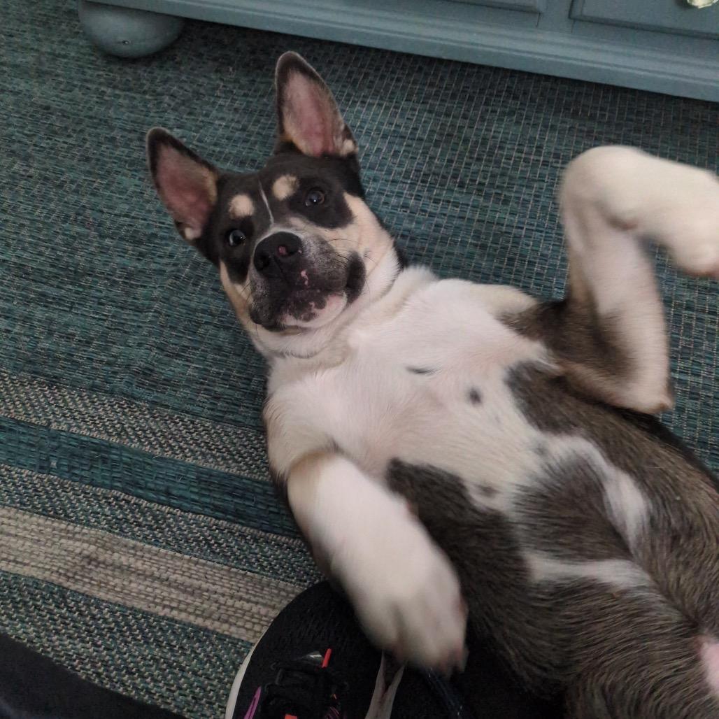 Enlarge Buster Jones, a Adoptable mixed breed in Federal Way, WA image 3/4