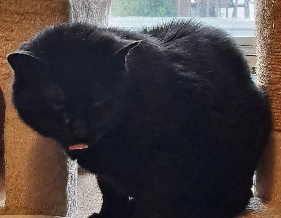 Savannah, Adoptable, Senior Female Domestic Short Hair.