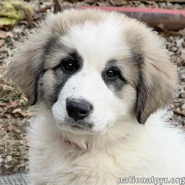 Katerin in OH - Sits Politely For Loving!