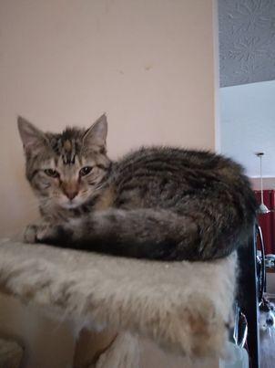 Bean Sprout, Adopted, Young Female Domestic Short Hair & Tabby.