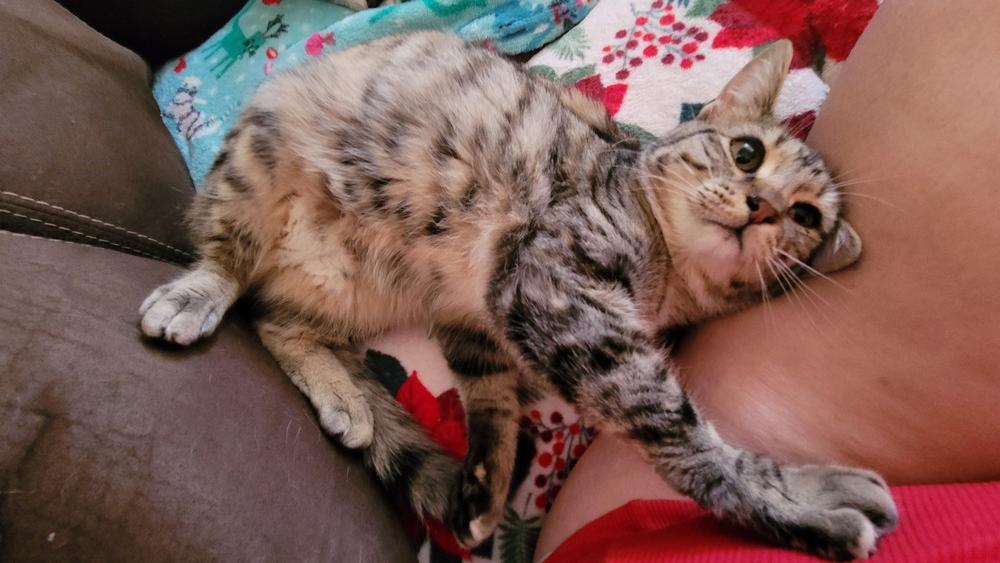 Bean Sprout, a Adopted mixed breed in Canal Winchester, OH image 2/5