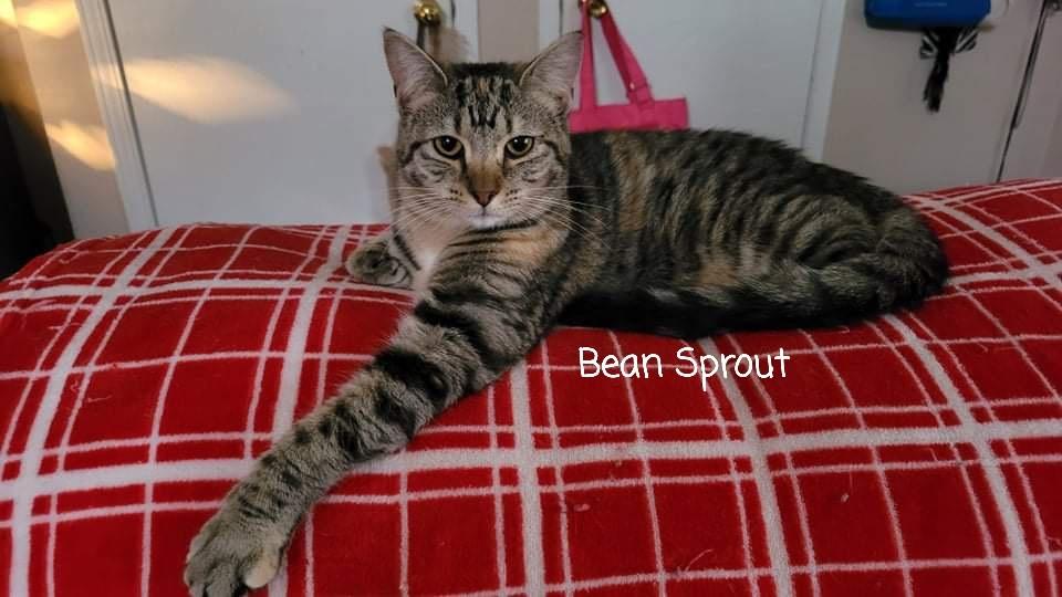 Bean Sprout, a Adopted mixed breed in Canal Winchester, OH image 3/5