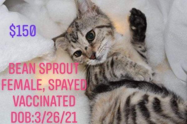 Bean Sprout, a Adopted mixed breed in Canal Winchester, OH image 4/5