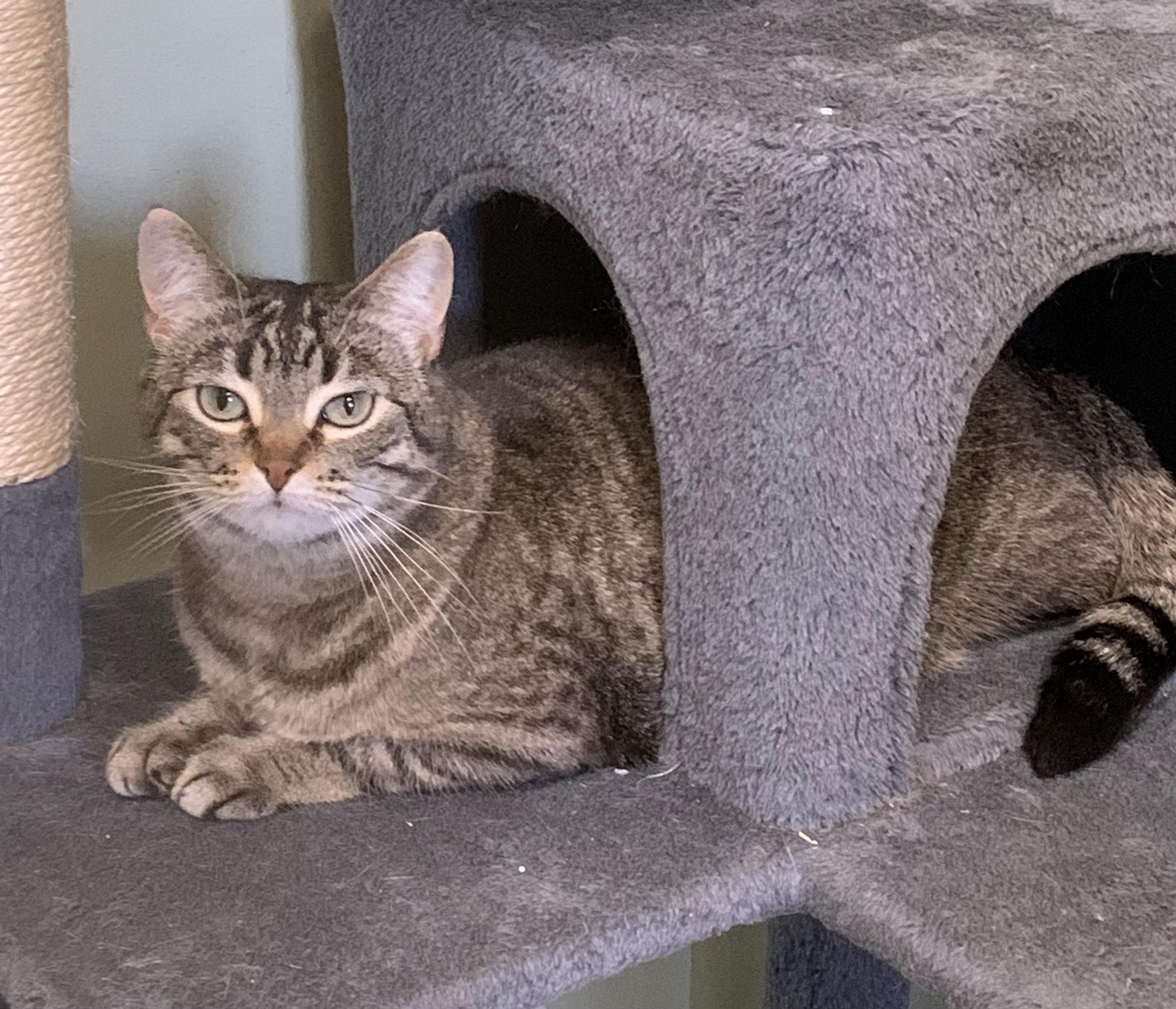 HOPE, a Adoptable Domestic Short Hair in High Level, AB image 2/2