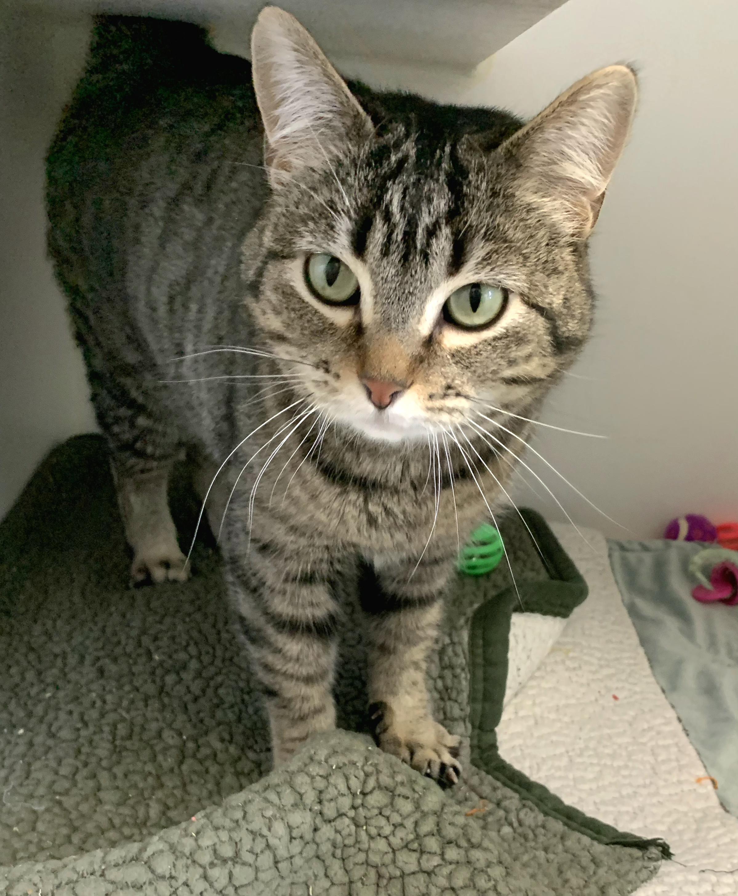 HOPE, Adoptable, Young Female Domestic Short Hair.