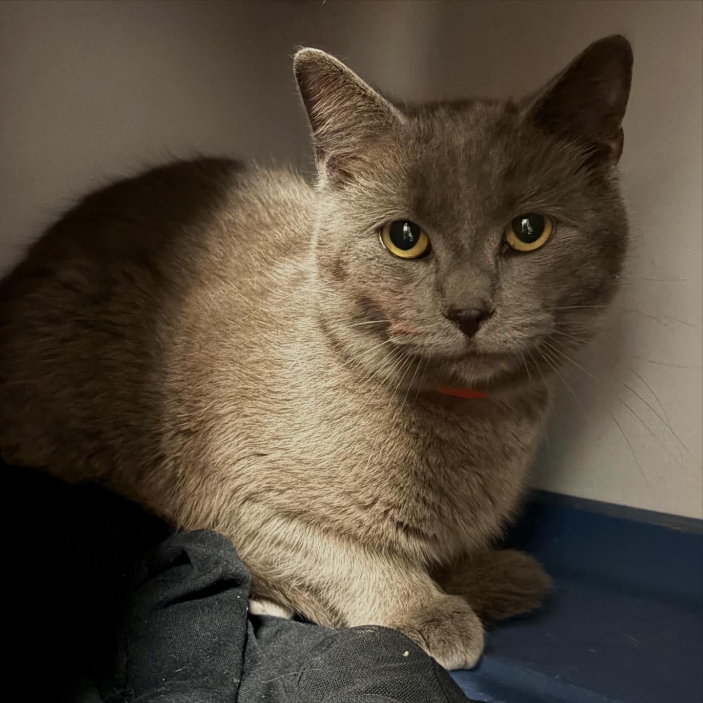 Sultan, Adoptable, Young Male Domestic Short Hair.