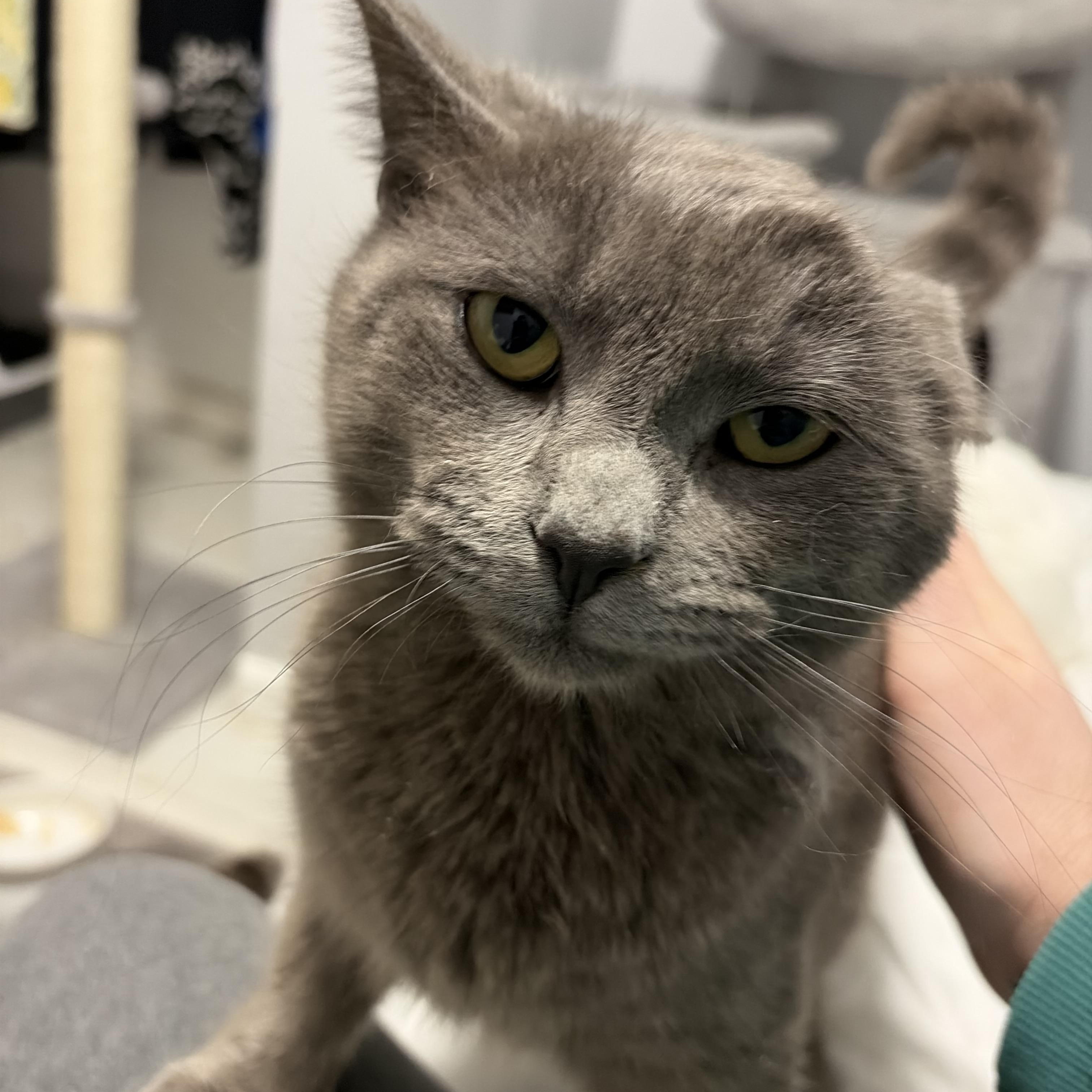 Enlarge Sultan, a Adoptable Domestic Short Hair in Pickering, ON image 3/4