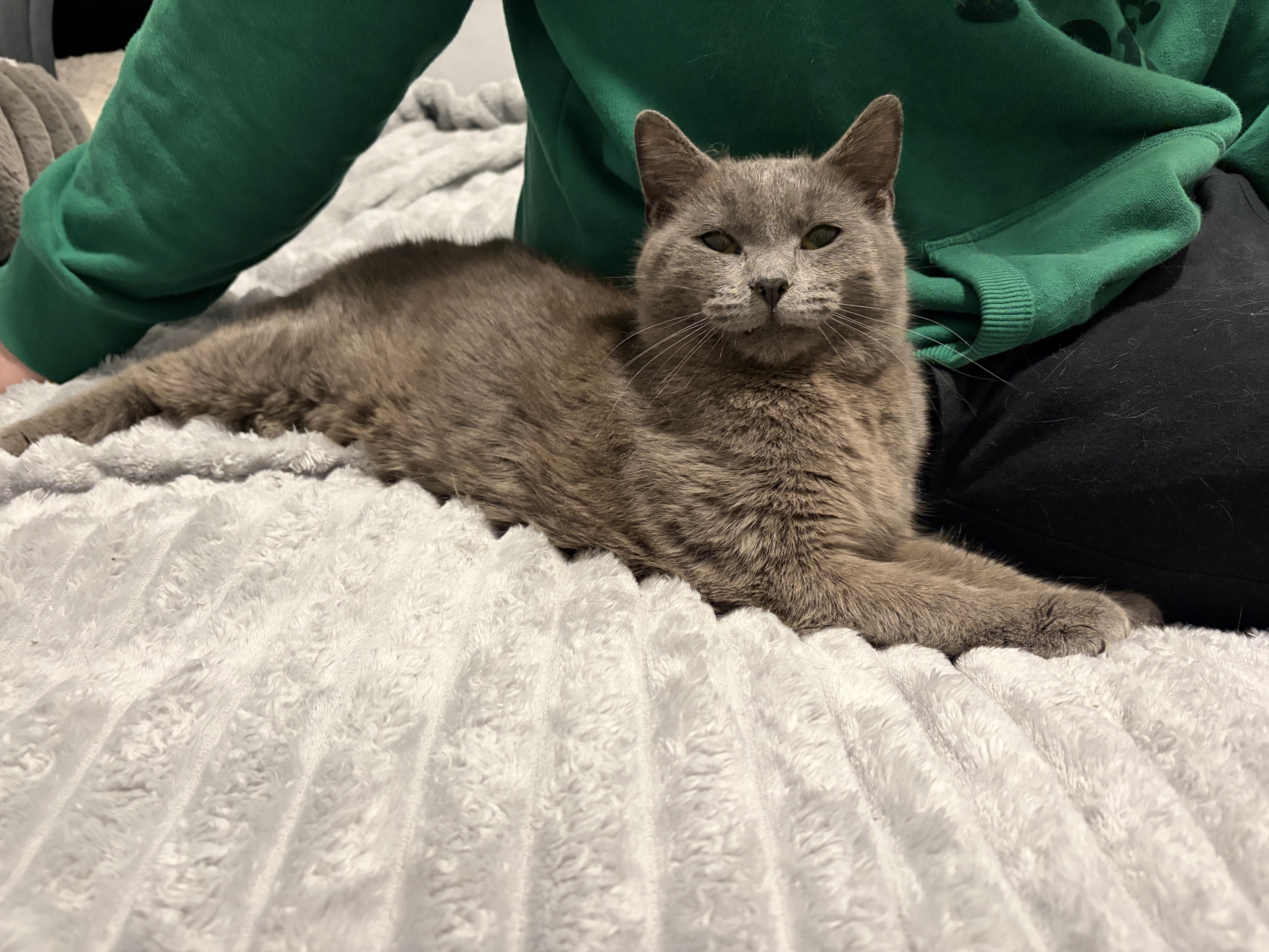 Enlarge Sultan, a Adoptable Domestic Short Hair in Pickering, ON image 4/4