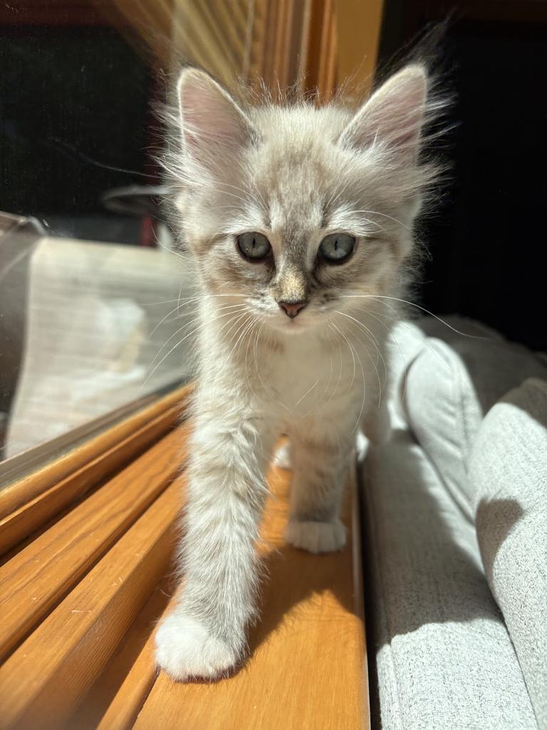 Rigatoni, Adopted, Kitten Female Domestic Medium Hair.
