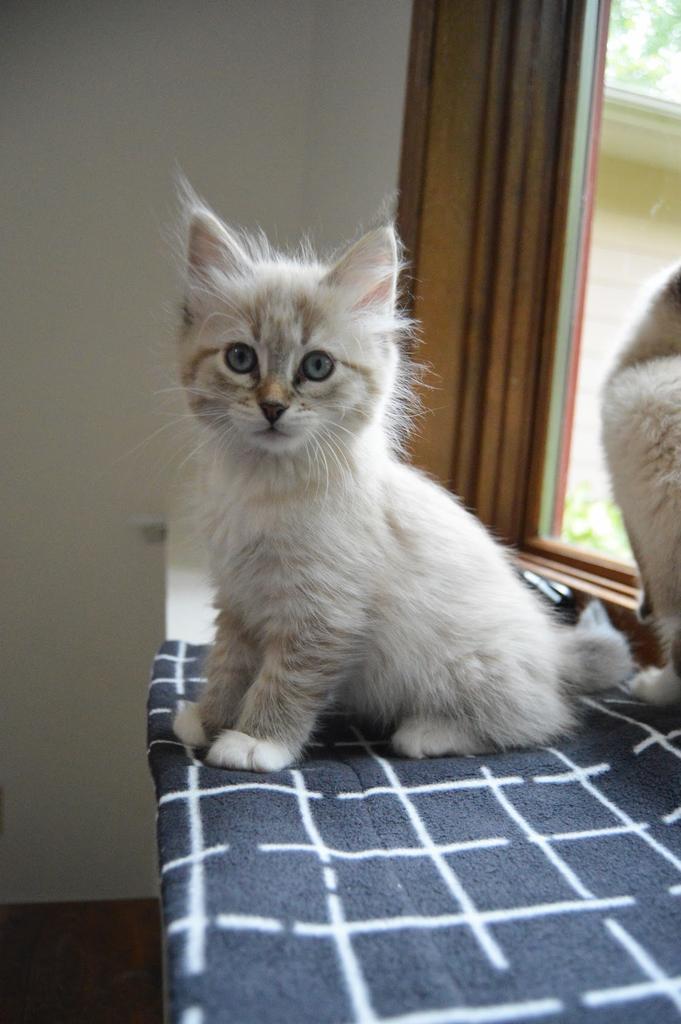 Rigatoni, a Adopted mixed breed in Saint Paul, MN image 2/5