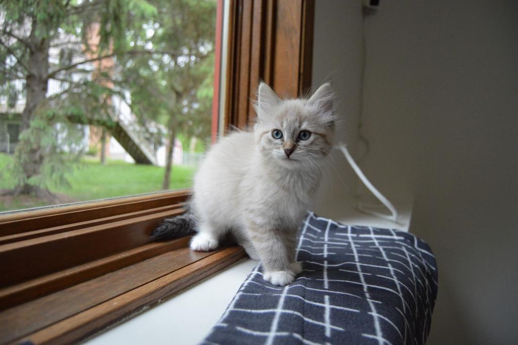 Rigatoni, a Adopted mixed breed in Saint Paul, MN image 3/5