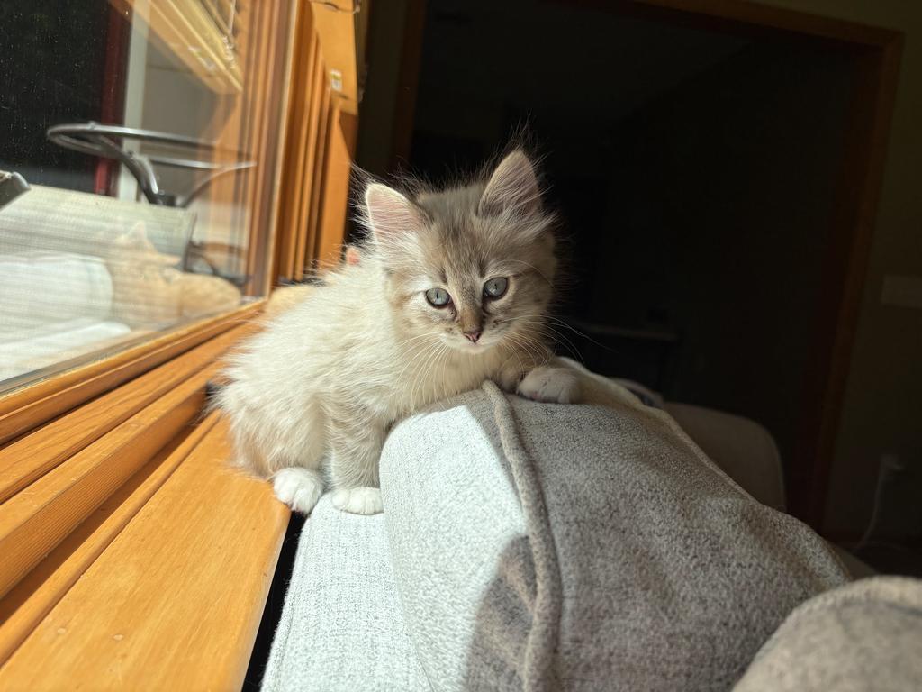 Rigatoni, a Adopted mixed breed in Saint Paul, MN image 5/5