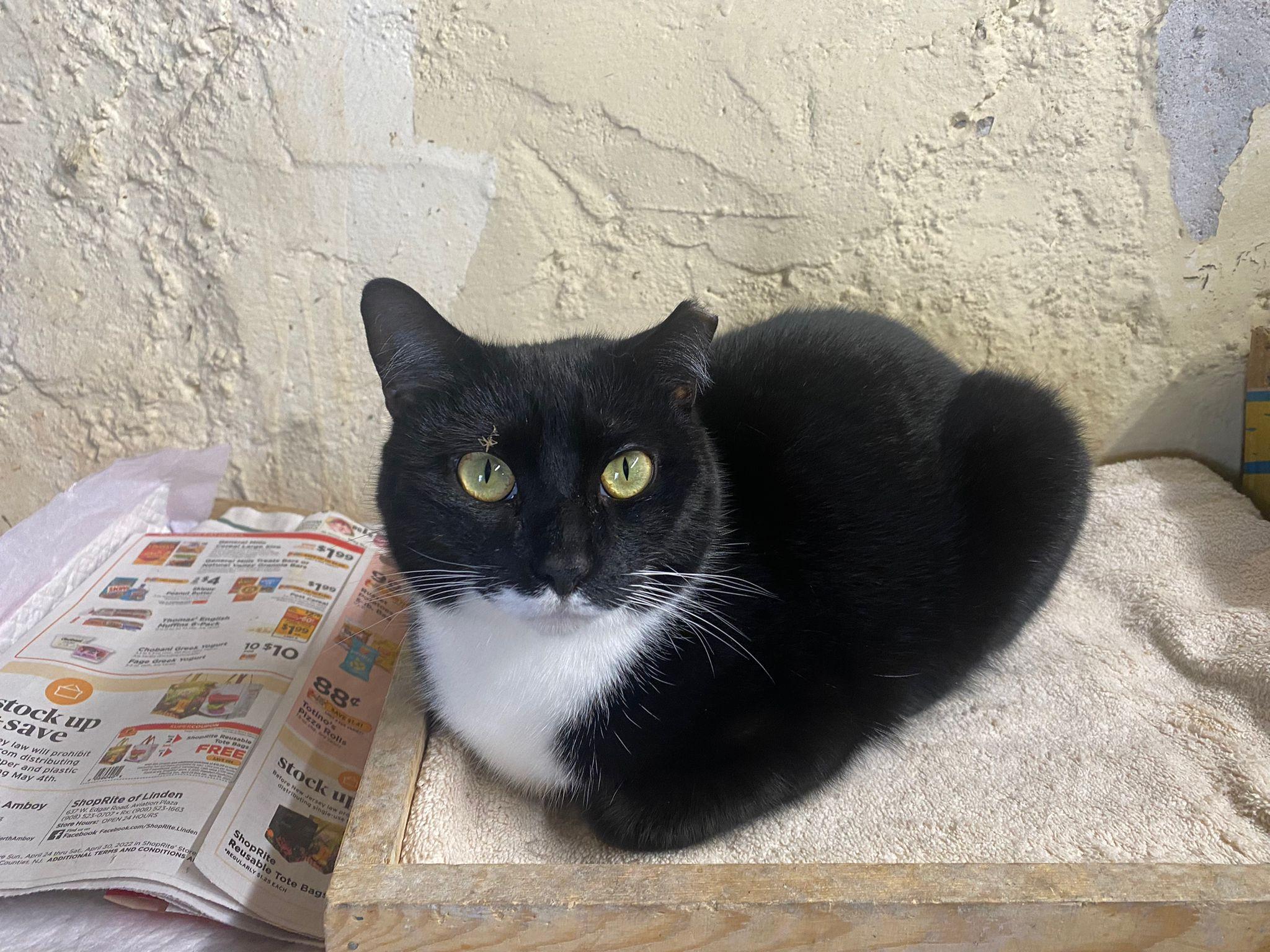 Enlarge GRUMPY GIRL, a Adoptable Tuxedo in Perth Amboy , NJ image 1/4