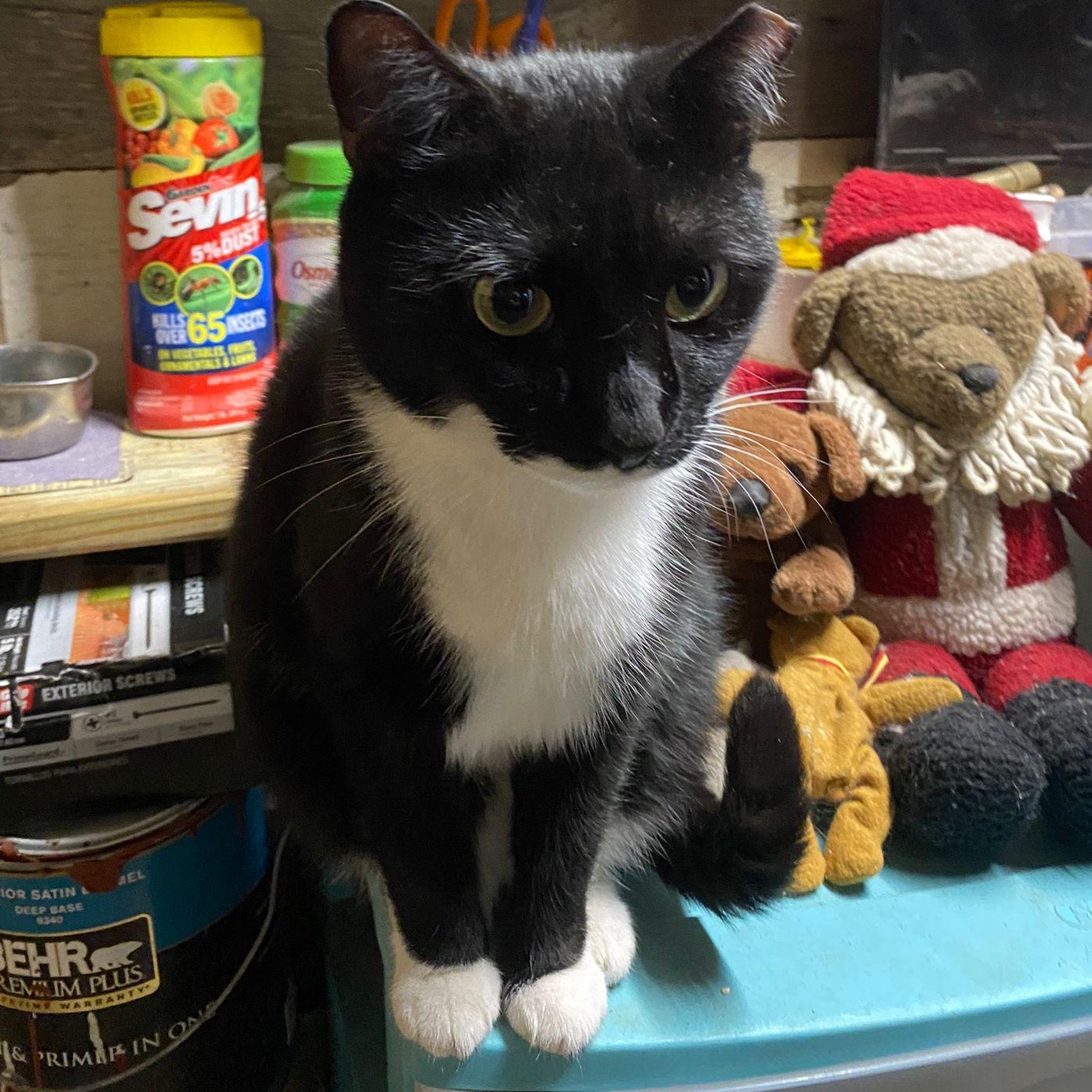 Enlarge GRUMPY GIRL, a Adoptable Tuxedo in Perth Amboy , NJ image 3/4