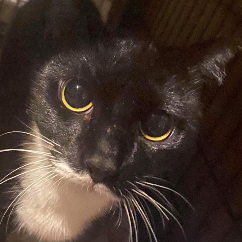 Enlarge GRUMPY GIRL, a Adoptable Tuxedo in Perth Amboy , NJ image 4/4