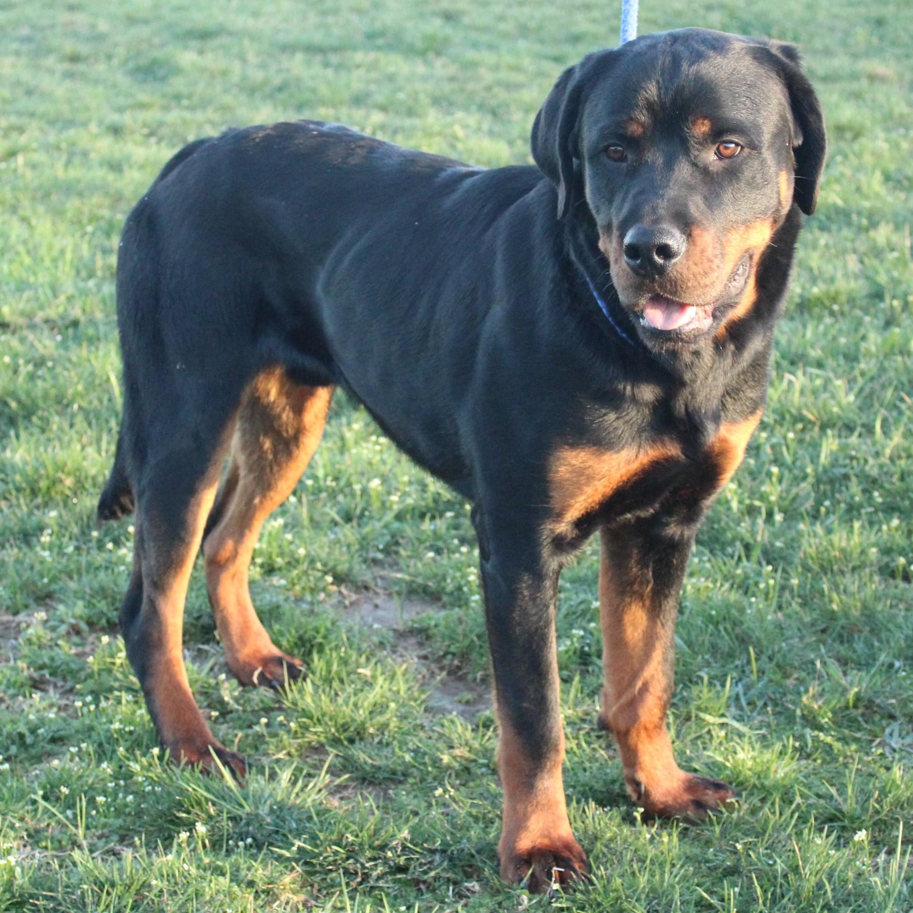 Enlarge Titus, an adopted Rottweiler in Eaton, OH image 3/6