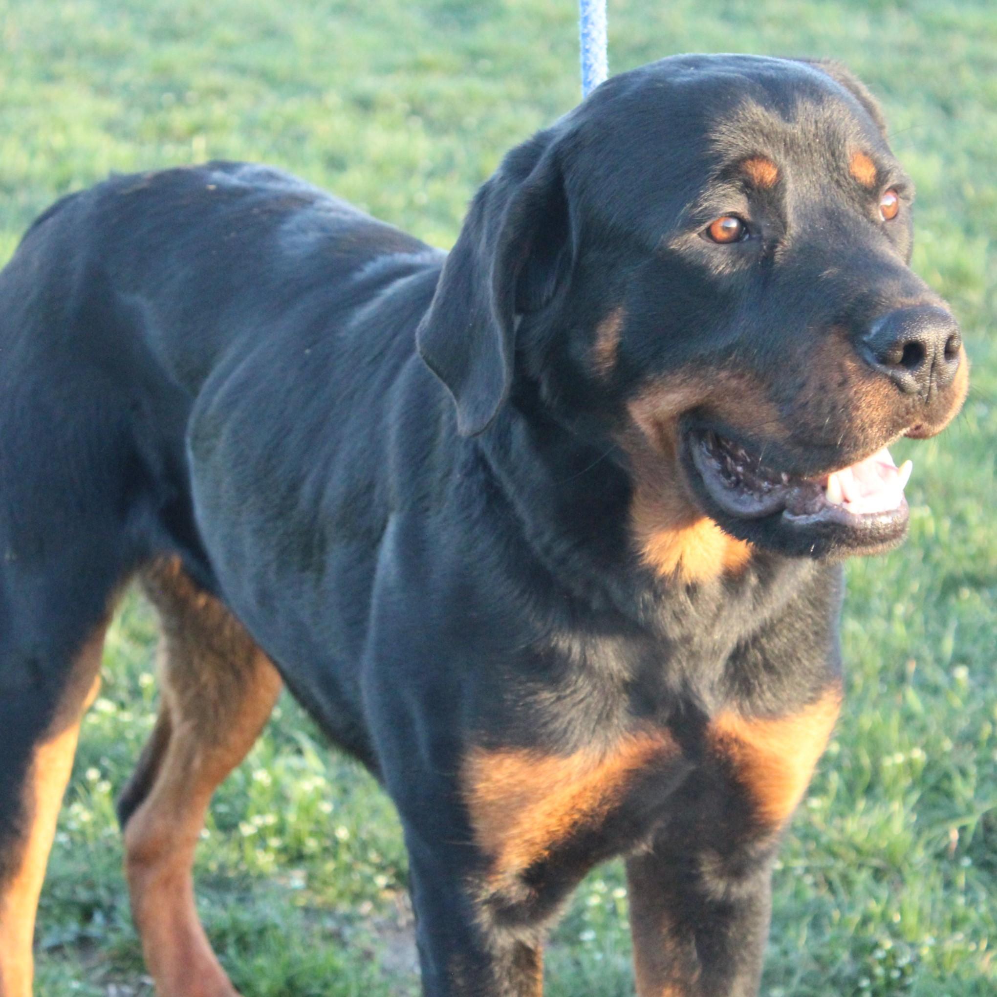 Enlarge Titus, an adopted Rottweiler in Eaton, OH image 2/6