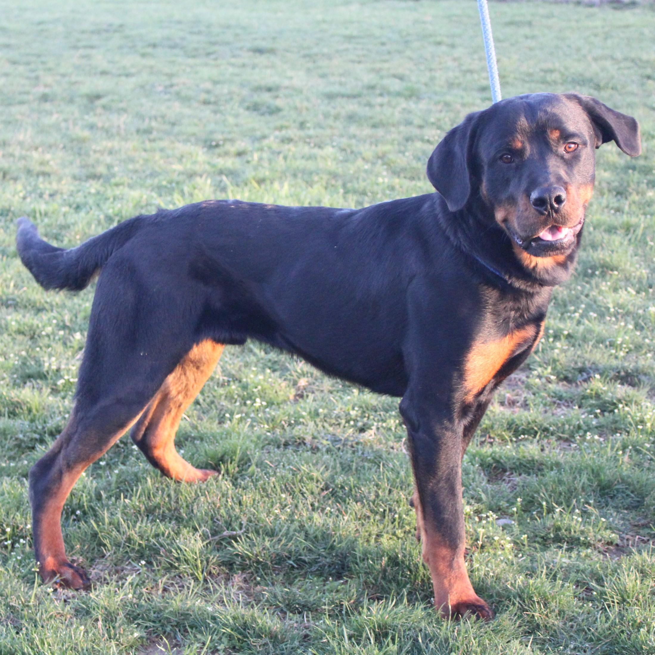 Enlarge Titus, an adopted Rottweiler in Eaton, OH image 6/6