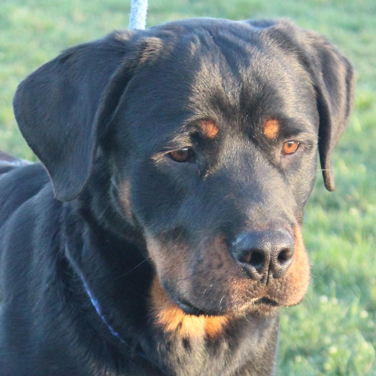 Enlarge Titus, an adopted Rottweiler in Eaton, OH image 5/6