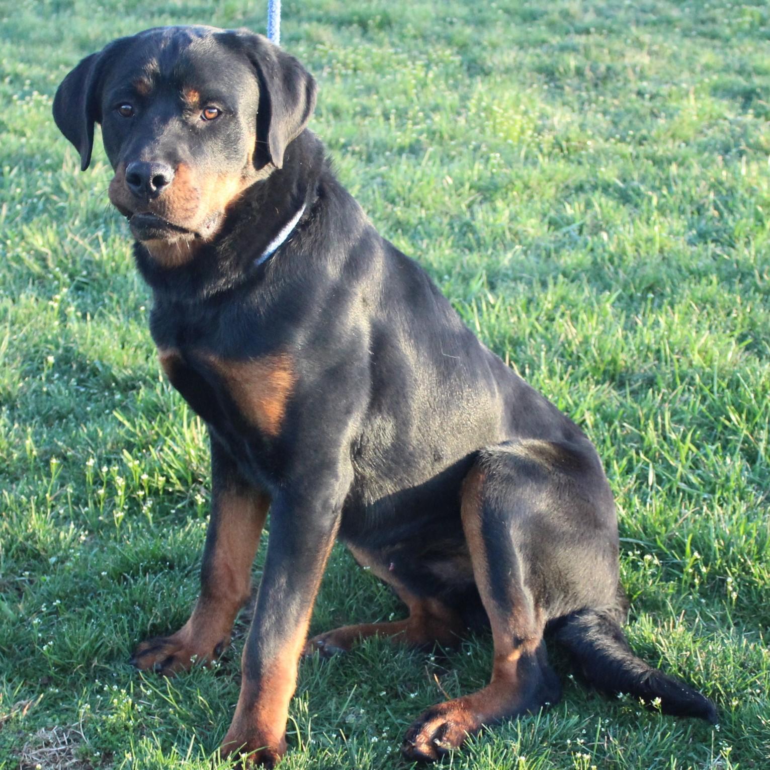 Enlarge Titus, an adopted Rottweiler in Eaton, OH image 4/6
