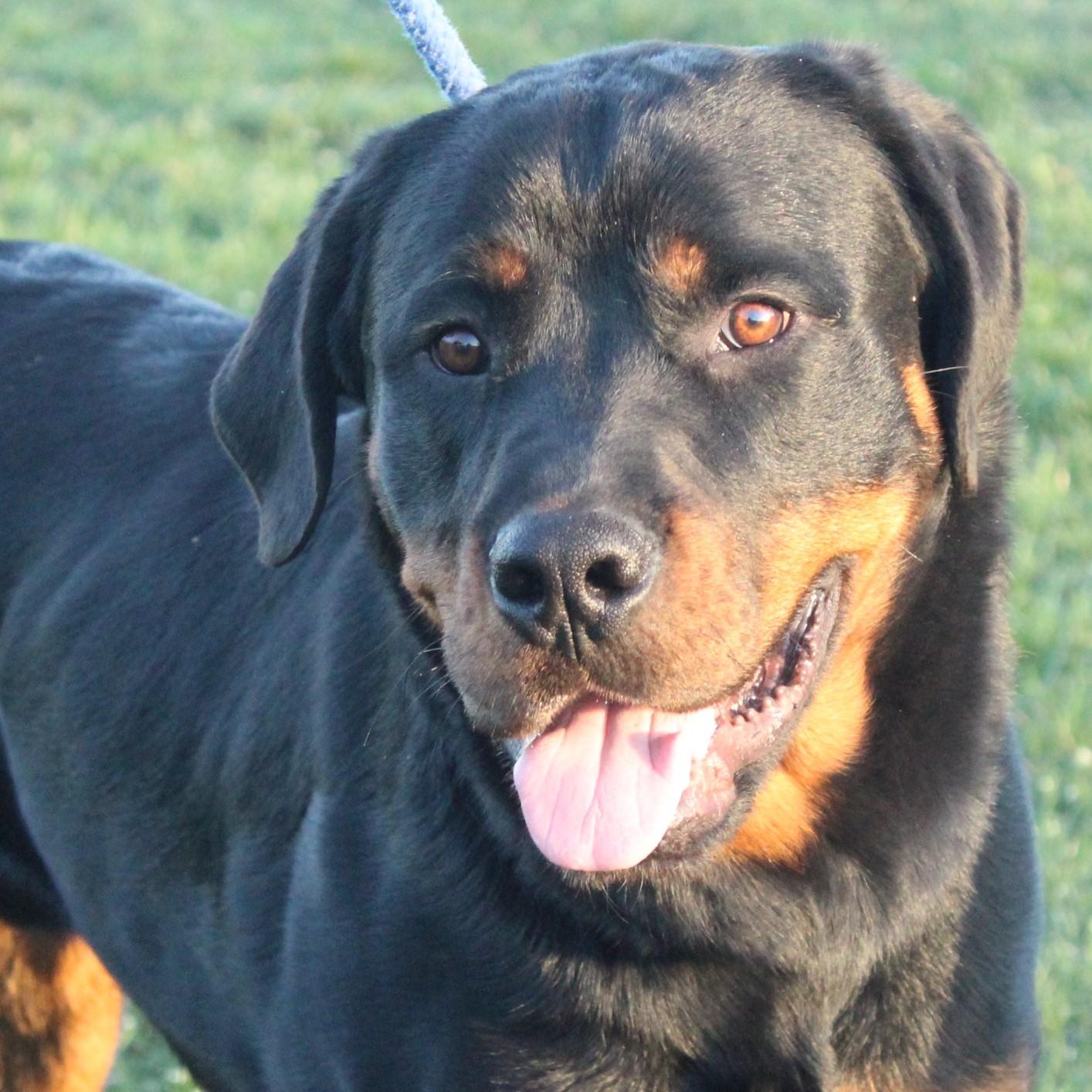 Enlarge Titus, an adopted Rottweiler in Eaton, OH image 1/6