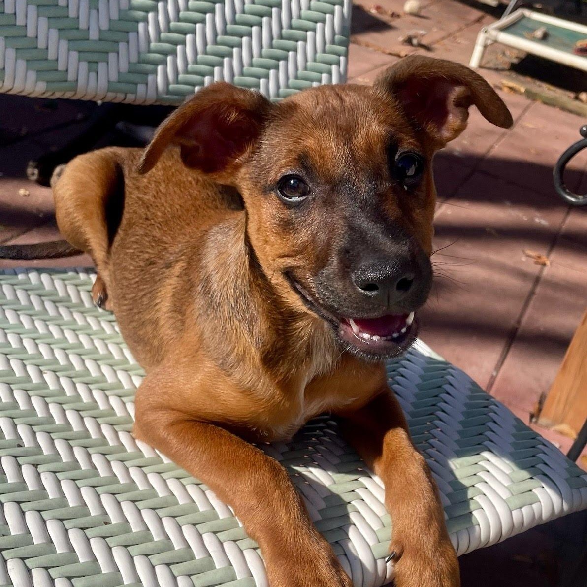 Toast, ADOPTABLE, Puppy Female Australian Cattle Dog / Blue Heeler & Carolina Dog.