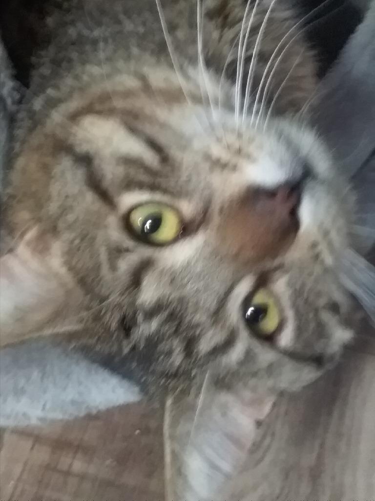 Enlarge Sir Nibbles, a Adopted mixed breed in Rice Lake, WI image 1/2