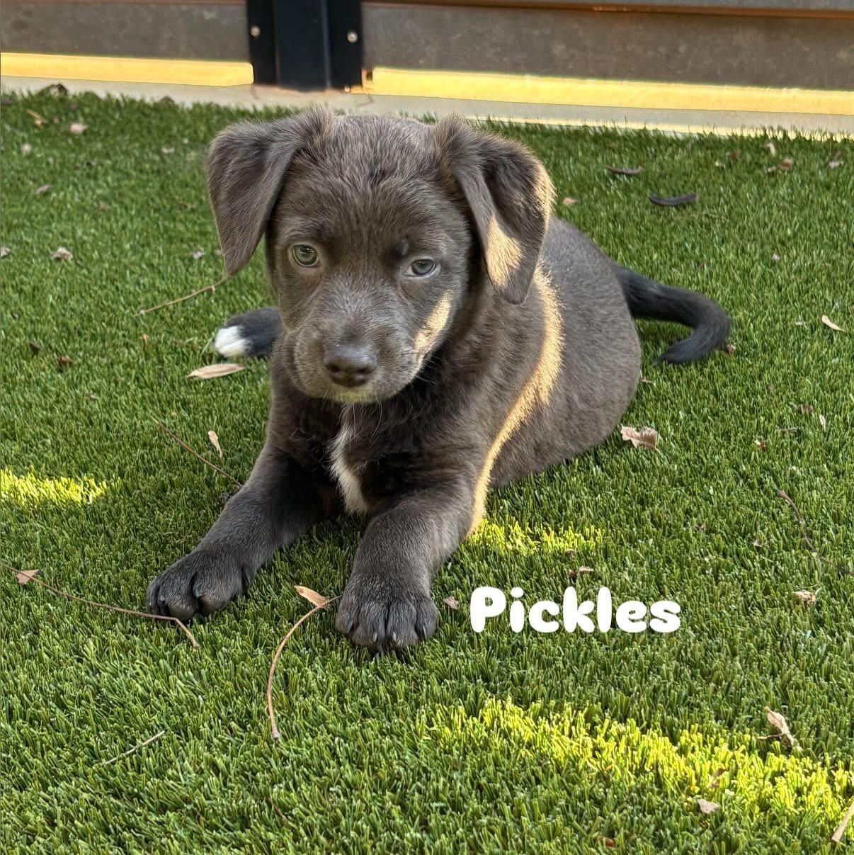 Enlarge Pickles, a Adoptable Mixed Breed in Charlotte, NC image 1/1