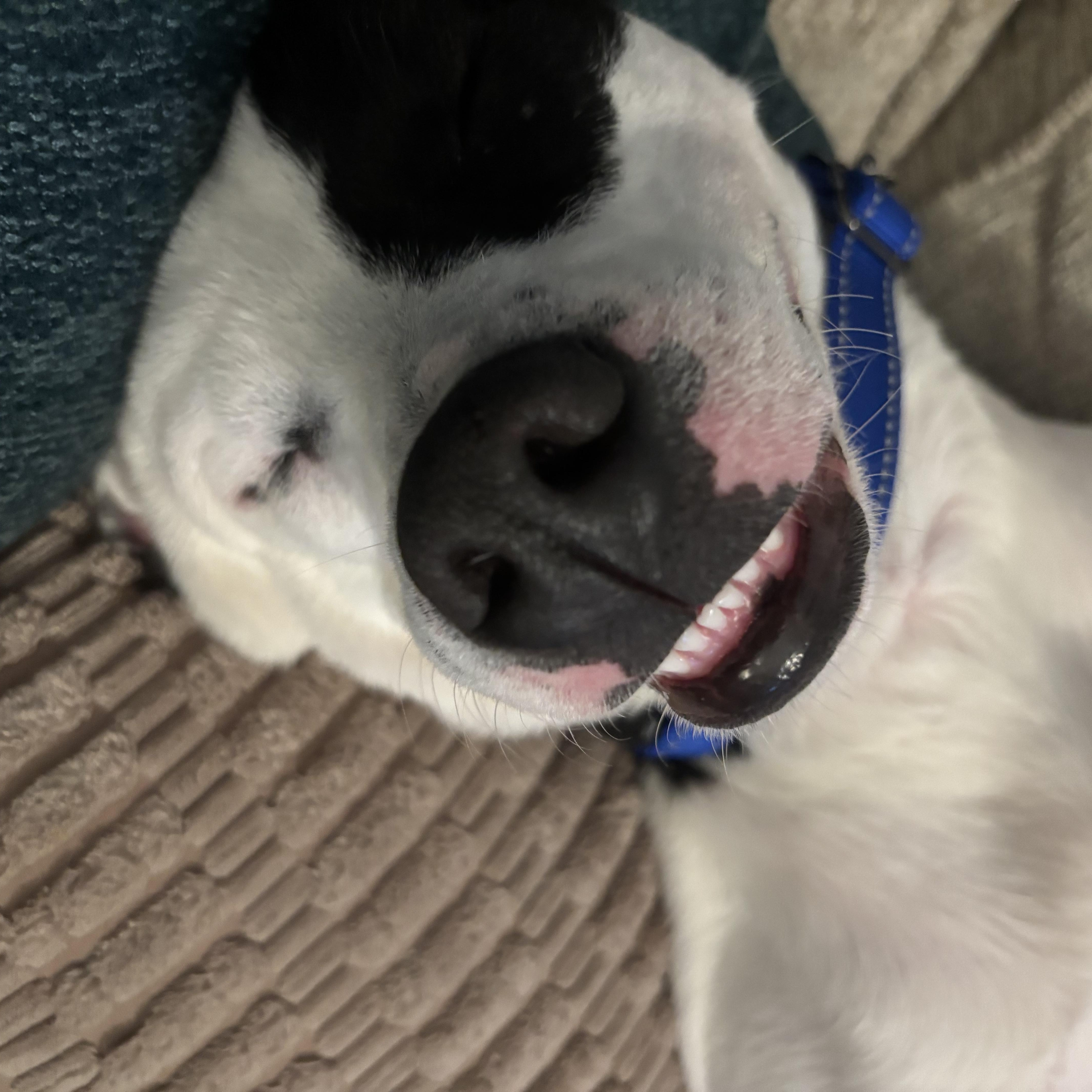 Arlo, Adoptable, Young Male American Bulldog & Pit Bull Terrier.