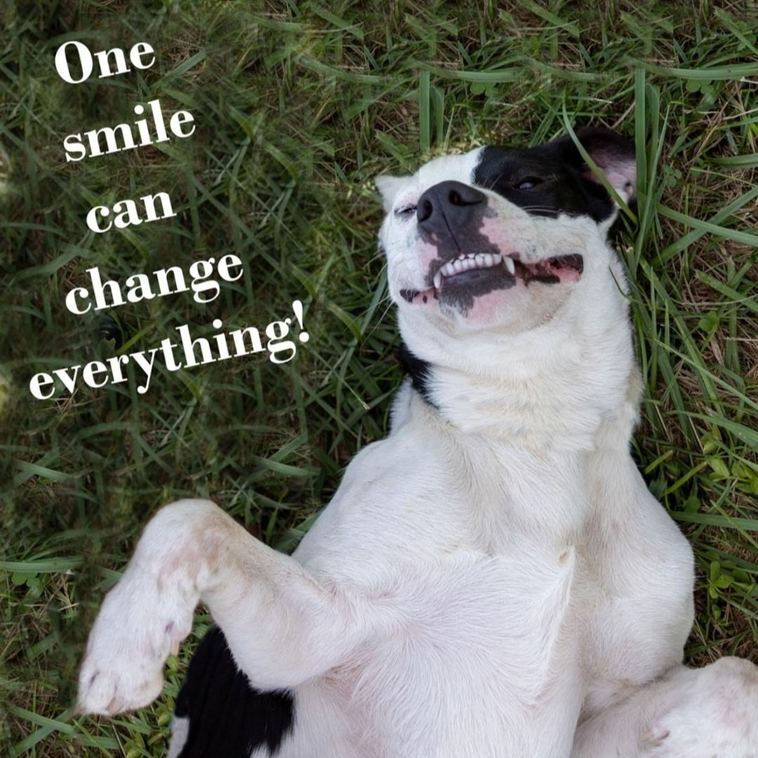 Arlo, a Adoptable mixed breed in Spring Hill, TN image 2/6