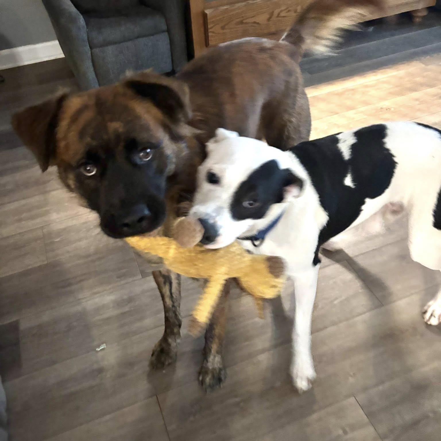 Enlarge Arlo, a Adoptable mixed breed in Spring Hill, TN image 3/6