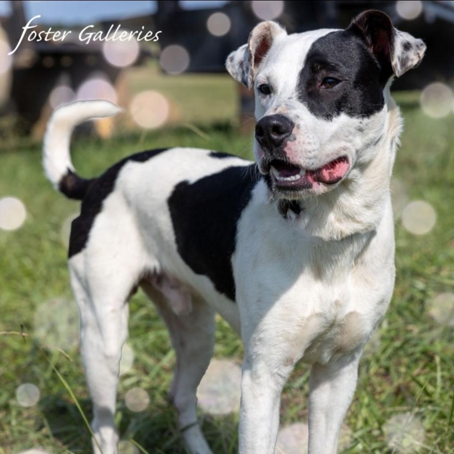 Arlo, a Adoptable mixed breed in Spring Hill, TN image 4/6