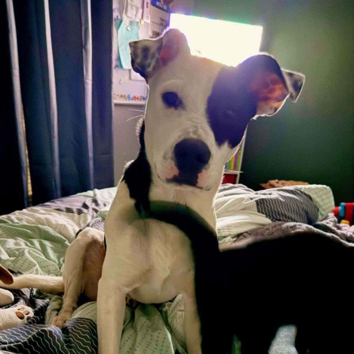 Arlo, Adoptable, Young Male Pit Bull Terrier & Coonhound.