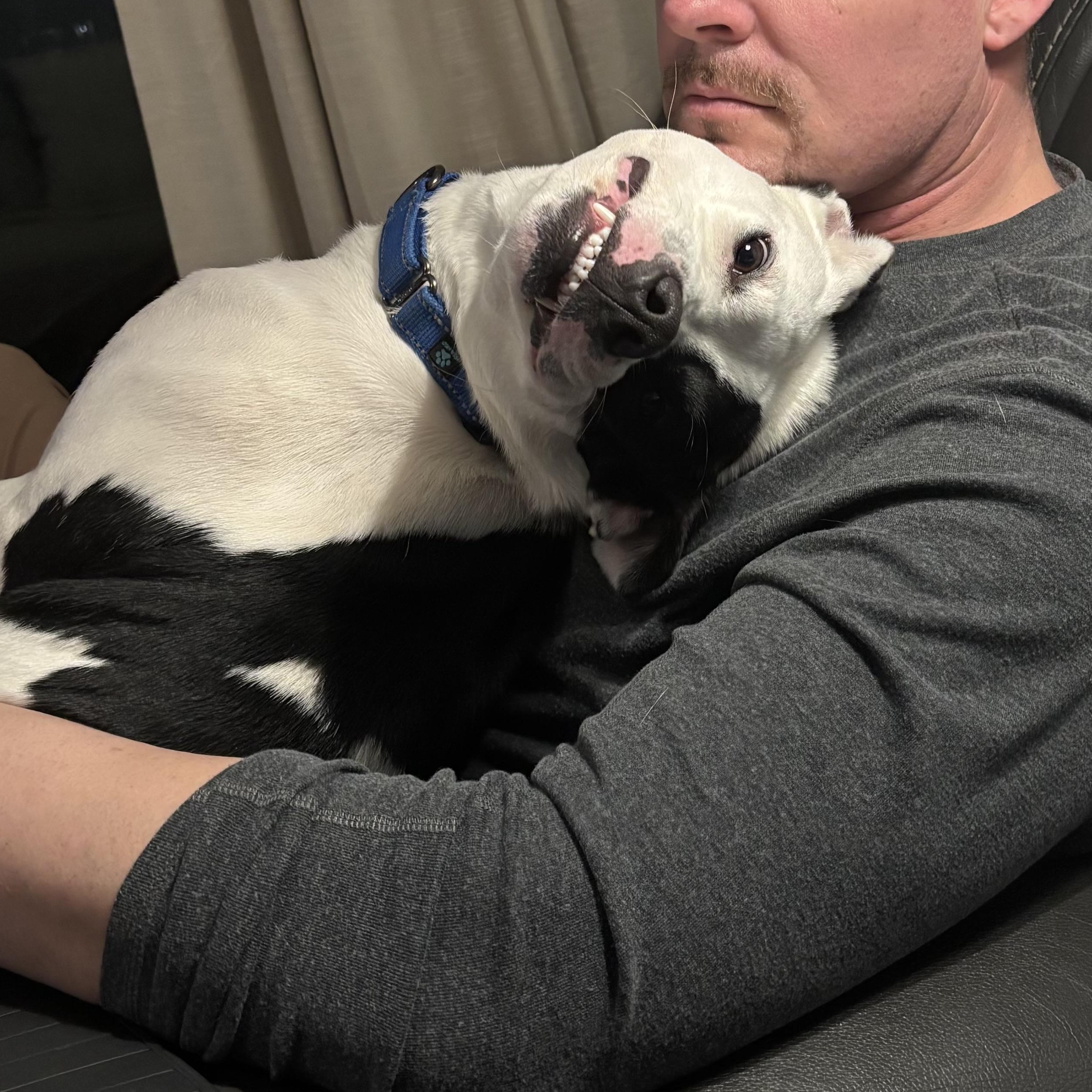 Arlo, Adoptable, Young Male American Bulldog & Pit Bull Terrier.