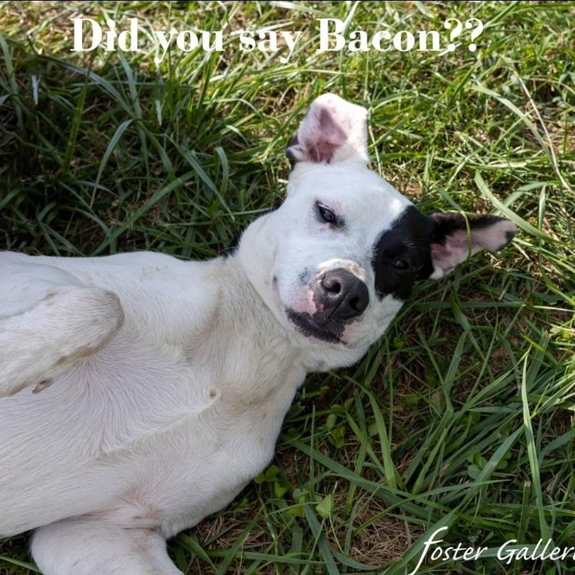 Arlo, a Adoptable mixed breed in Spring Hill, TN image 5/6