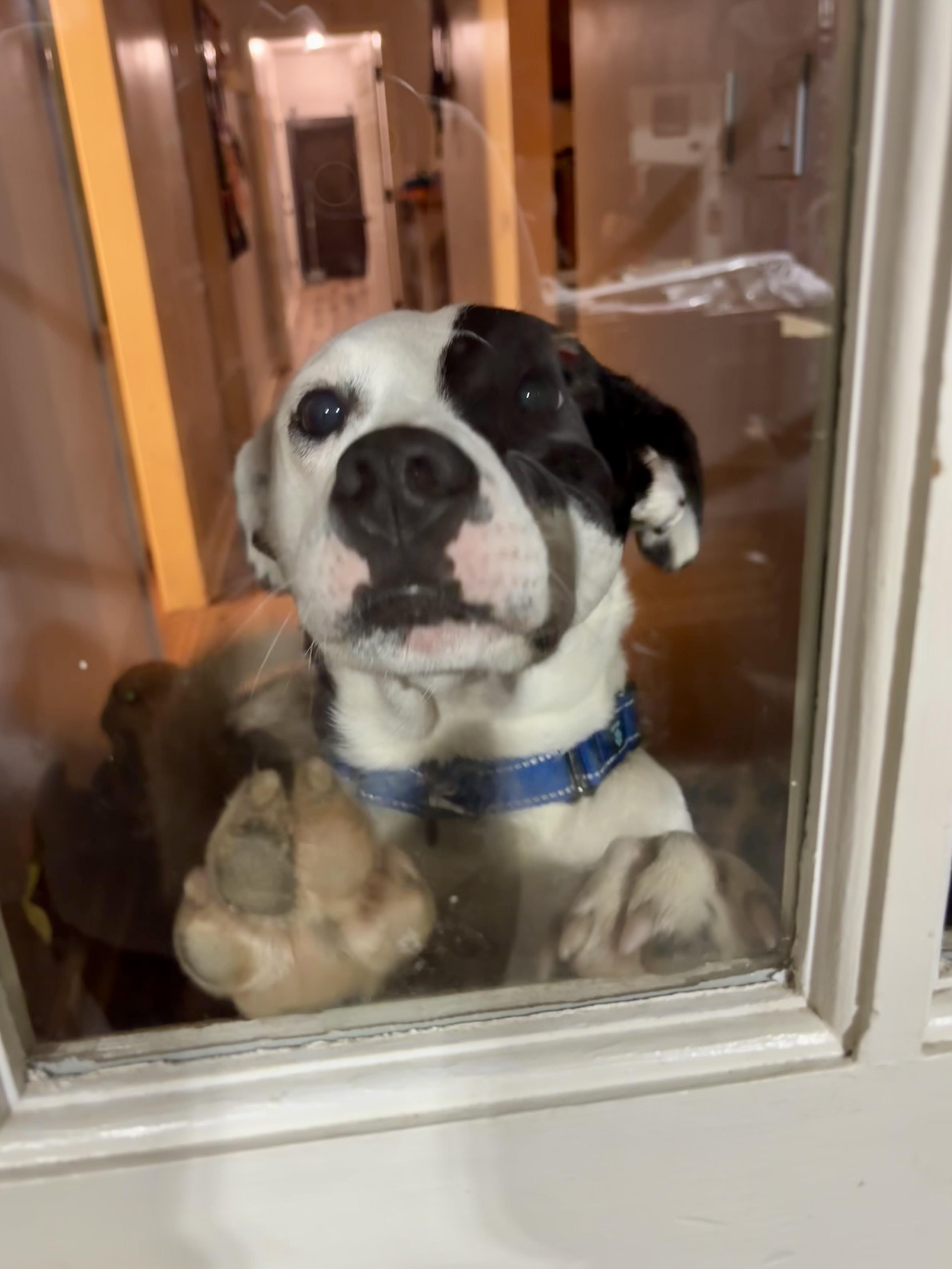 Enlarge Arlo, a Adoptable mixed breed in Greensboro, NC image 3/6