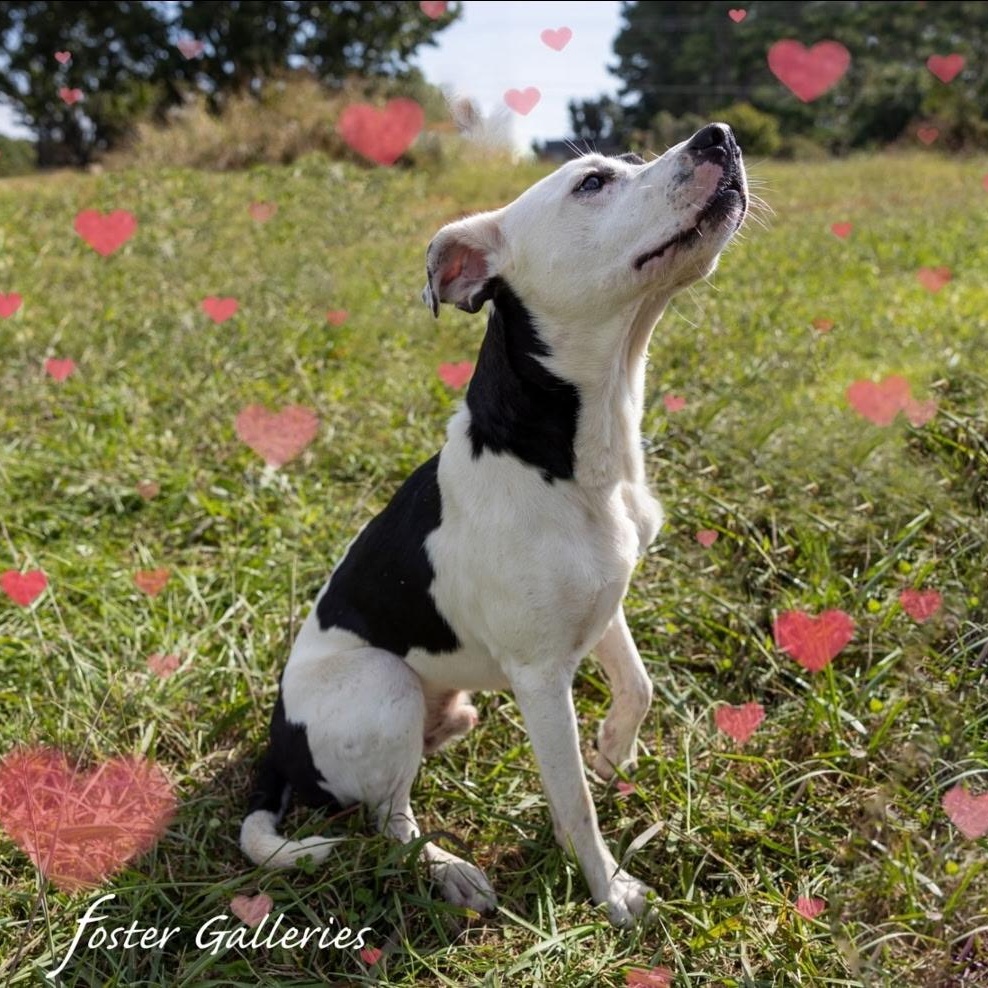Arlo, a Adoptable mixed breed in Spring Hill, TN image 6/6
