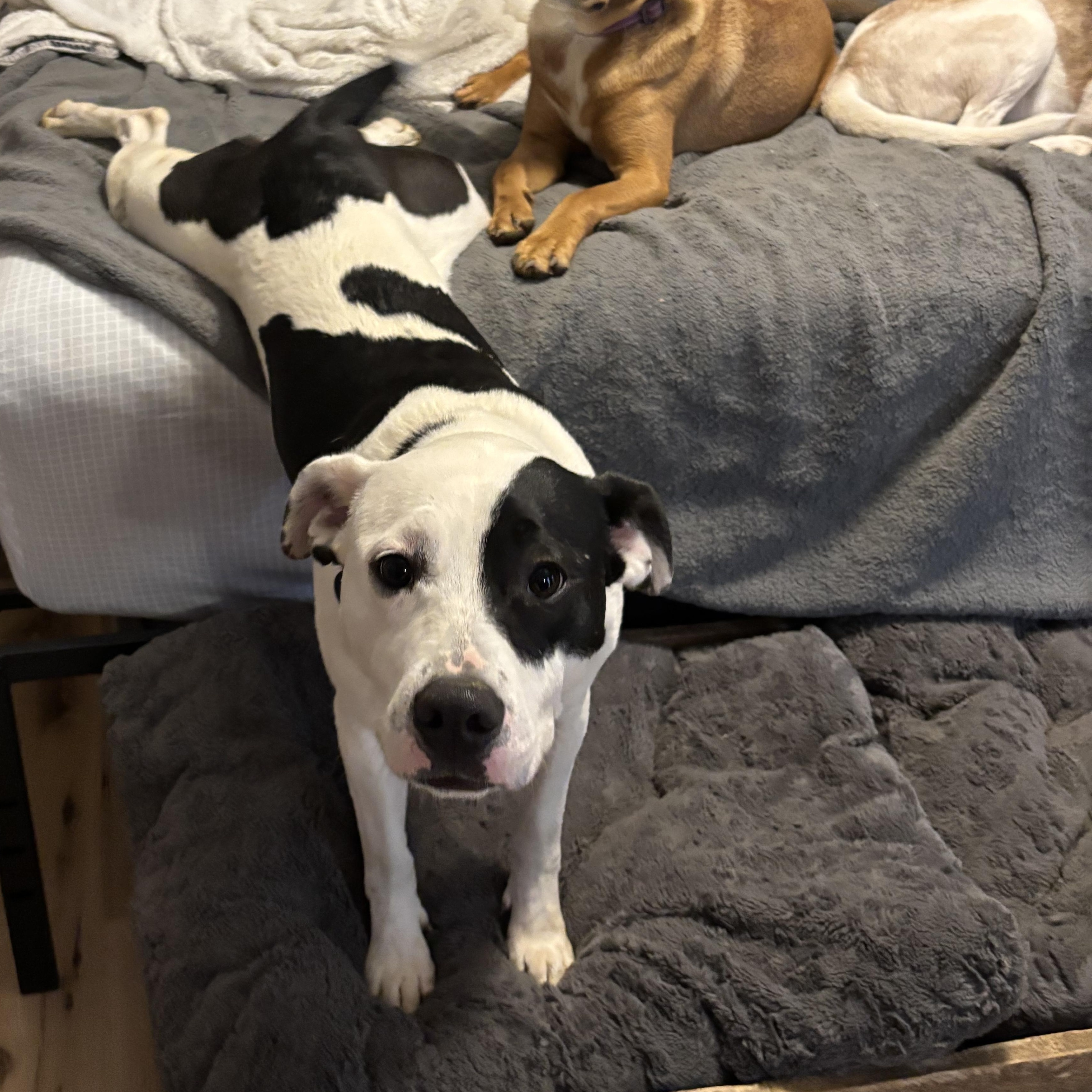 Enlarge Arlo, a Adoptable mixed breed in Greensboro, NC image 2/6