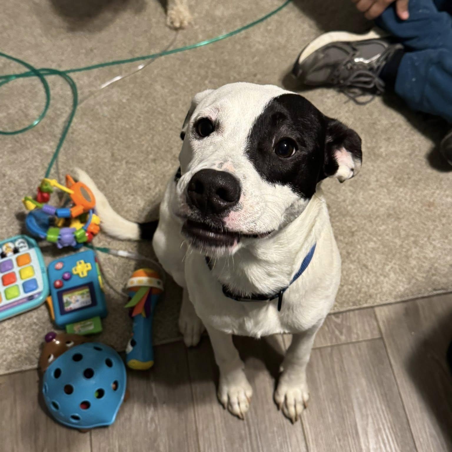 Enlarge Arlo, a Adoptable mixed breed in Spring Hill, TN image 5/6