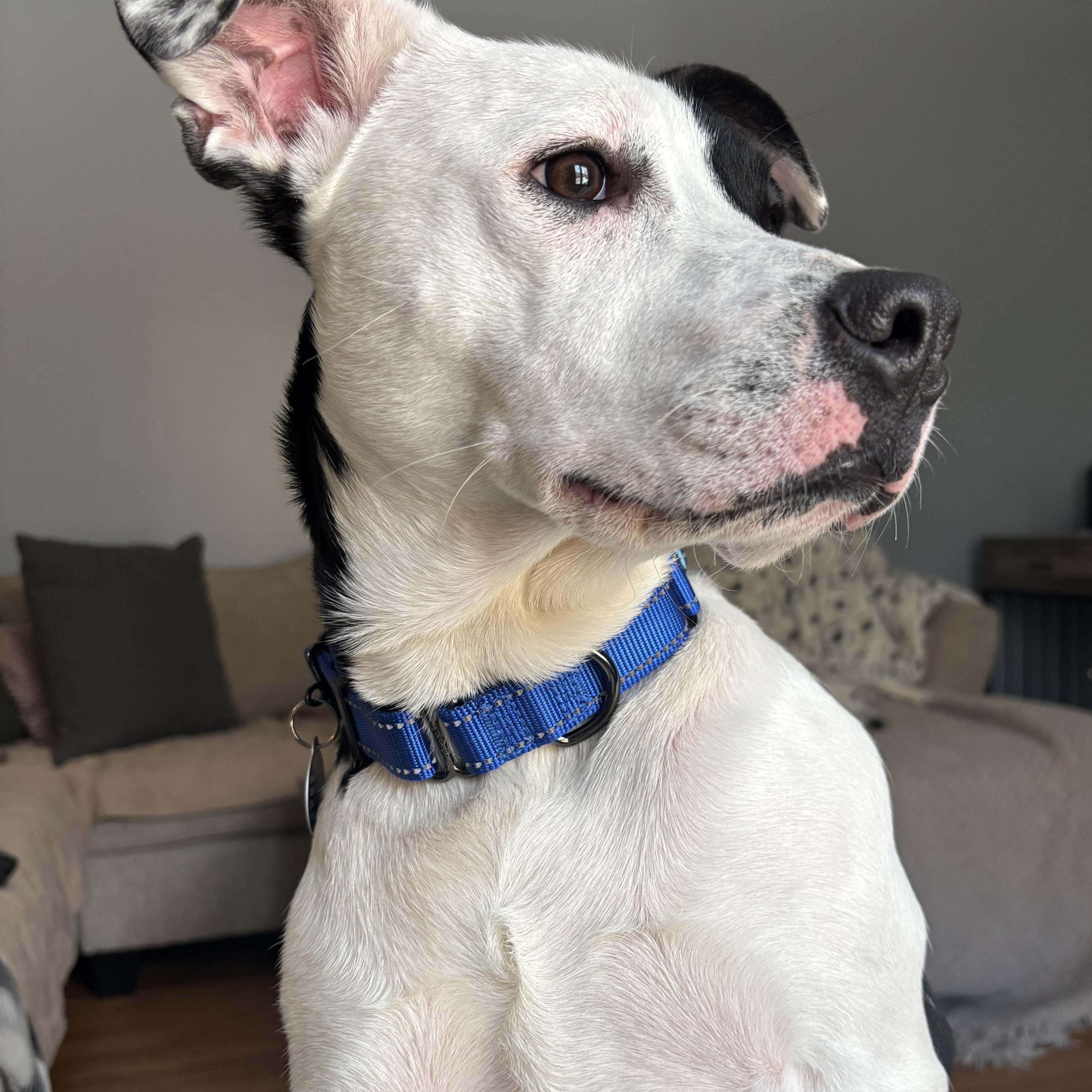 Enlarge Arlo, a Adoptable mixed breed in Greensboro, NC image 4/6