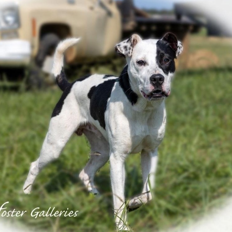 Arlo, Adoptable, Young Male Jack Russell Terrier & Coonhound.