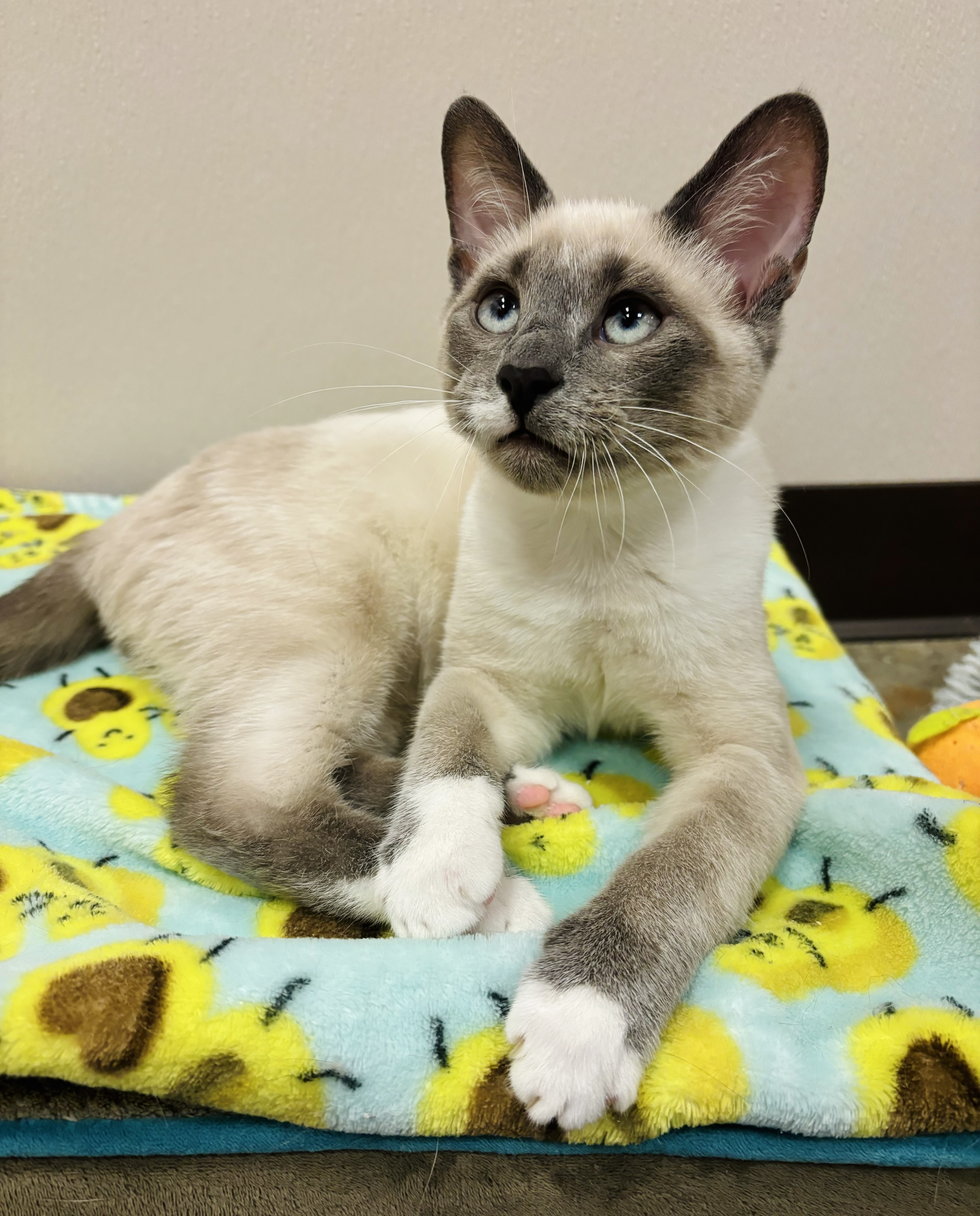 Chuckles, a Adoptable mixed breed in Salisbury, NC image 5/6