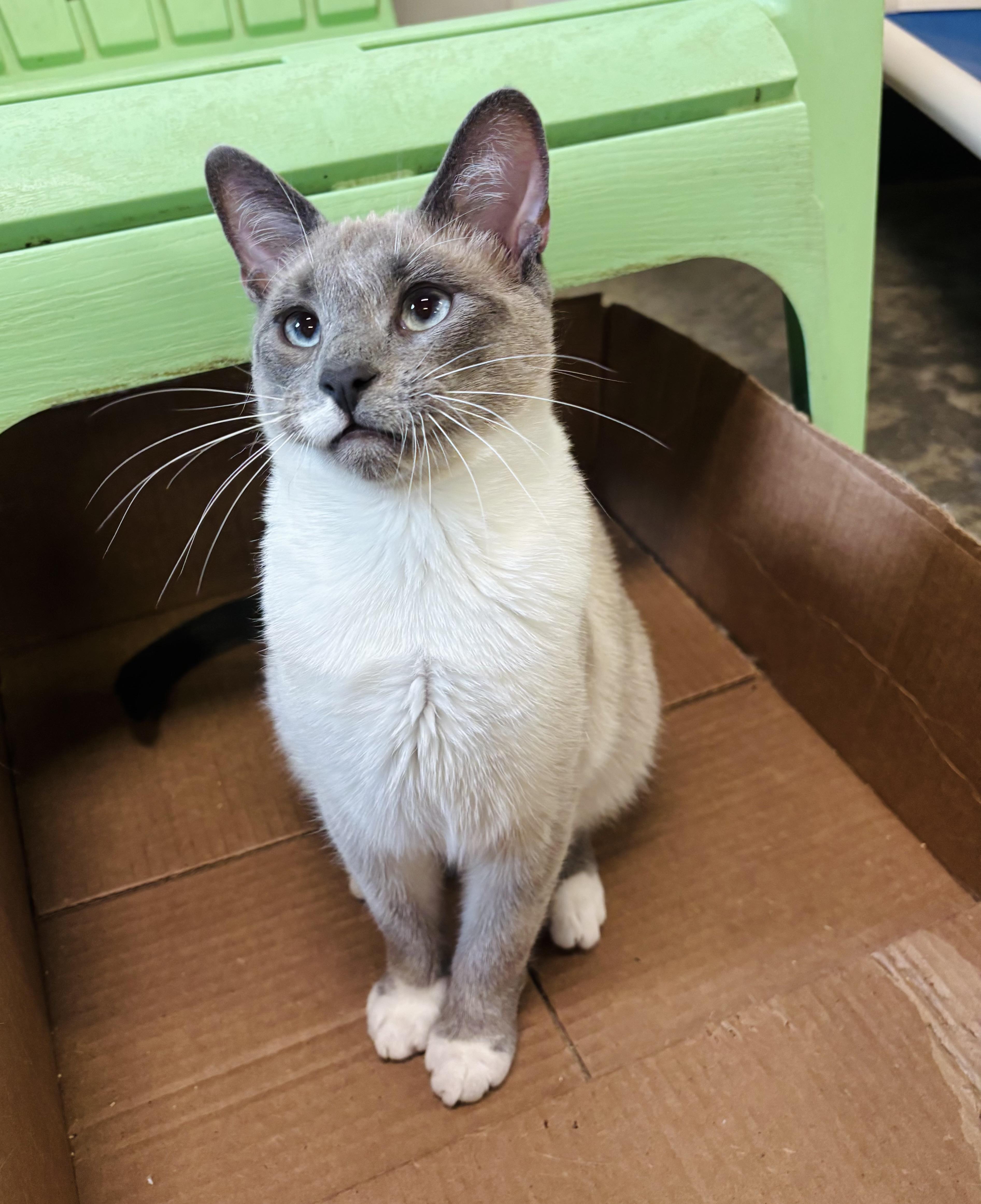 Chuckles, a Adoptable mixed breed in Salisbury, NC image 4/6